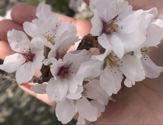imagem de flor de cerejeira na palma da mão